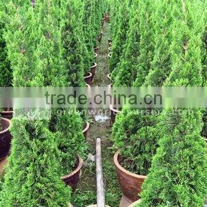 Juniperus Chinensis Big Nursery thumbnail-1