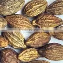 Terminalia Chebula thumbnail-2