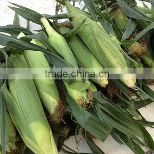 USA Fresh Yellow Sweet Corn Vietnam With Best Price thumbnail-1