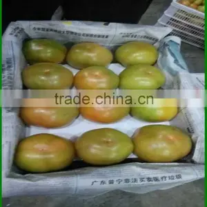 China's Shandong Province, the Best Fresh Tomato/tomato, Exported to Europe and America, Southeast Asia and India thumbnail-2