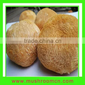 Lion's Mane Mushroom thumbnail-1