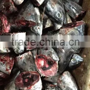 2015 Frozen Bonito Head for Bait thumbnail-2