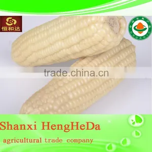 2015 2014 China Supplier Machine Cleaned Yellow Corn thumbnail-1