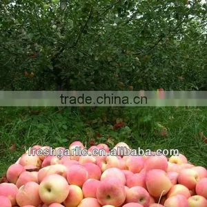Famous China YanTai Best Price Fresh Fuji Apple thumbnail-6