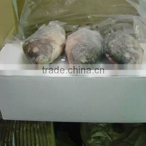 Frozen Tilapia Fish thumbnail-1
