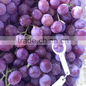 2014 New Crop Red Globe Grapes thumbnail-6