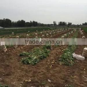 2015 Autumn Crop Potato thumbnail-2