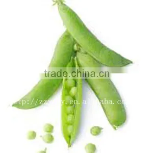 Canned Green Peas With HACCP Certified Products thumbnail-1