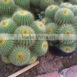 Indoor Plants Multi Heads Ungrafted Cactus Balls thumbnail-1