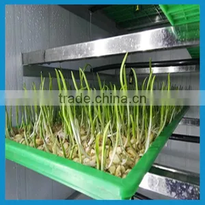 Garlic Shoots Machine / Garlic Sprout Machine thumbnail-1