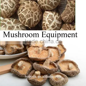 Mushroom Belt Drying Machine thumbnail-2
