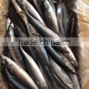 Corvina Fish of Pacific Mackerel thumbnail-1