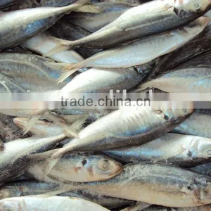 Horse Mackerel thumbnail-2