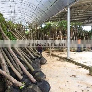 Ficus Nitida Ready for Loading thumbnail-1