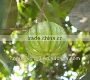 Natural Garcinia Cambogia Organic Fruit Extract thumbnail-1