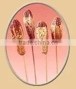 Dry Flowers thumbnail-1