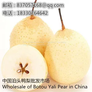 2019Botou Ya Pear Wholesalefengshui Pear Huangguan Pear thumbnail-2