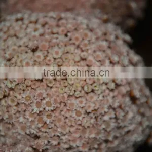 Star Flower (vivid Color) thumbnail-6