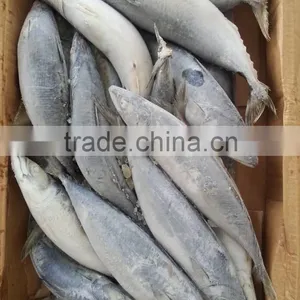 Top Sales Frozen Bonito Tuna Fish Auxis Thazard Bullet Tuna thumbnail-1
