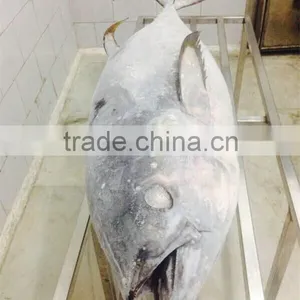 Big Size Yellwofin Tuna thumbnail-2