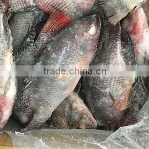 Frozen Good Black Tilapia 500-800g thumbnail-3