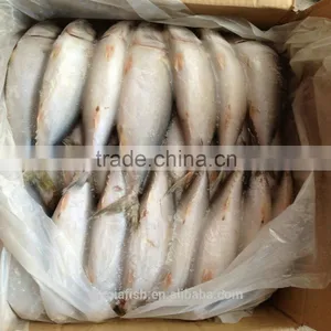 2015 September Lamp Caught Mackerel on Sale thumbnail-1