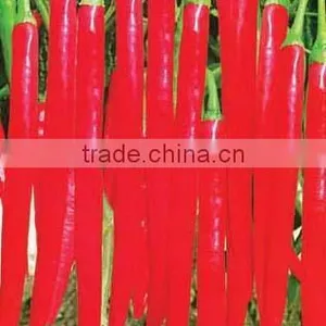 Hybrid Red Chili Seeds Pepper Seeds for Growing-PS010A thumbnail-1