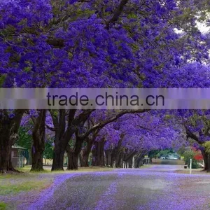 Jacaranda Mimosifolia thumbnail-5
