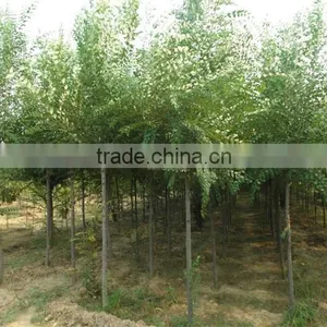 Ulmus Pumila L. Tree thumbnail-3
