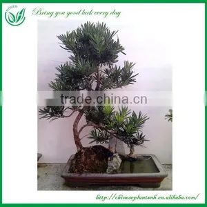 Natural Plants Foliage Plants thumbnail-4
