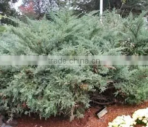 JUNIPERUS FLORAL WATER thumbnail-3