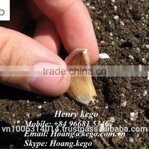 Fresh White Garlic Crop 2016 thumbnail-1