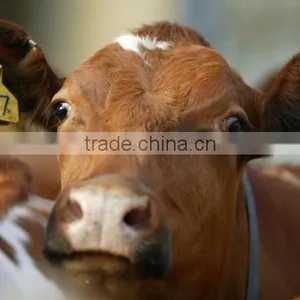 RFID Animal Ear Tag With Laser Logo thumbnail-3