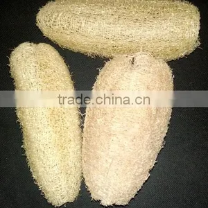 Loofah thumbnail-1
