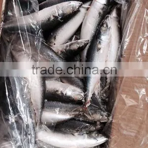 Frozen Mackerel Prices thumbnail-4
