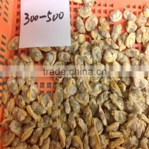 Tasty Best IQF Baby Clam Without Shell thumbnail-4