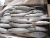 New Frozen Mackerel Fish 100-150g Landtime Oct thumbnail-1