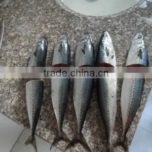 New China Frozen Mackerel thumbnail-1