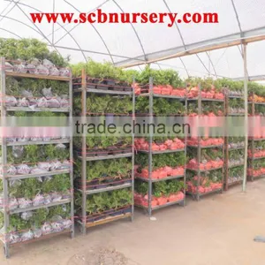 Ficus Bonsai Nursery Plant Supplier thumbnail-3