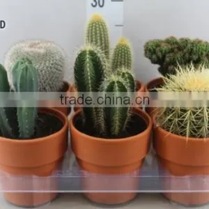 CACTUS MIXED thumbnail-1