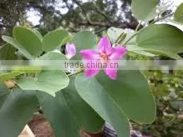 BAUHINIA VARIEGATA thumbnail-1