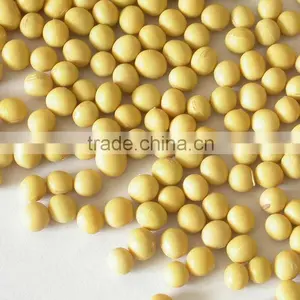 Soybean Free of GMO thumbnail-1