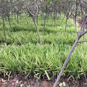 Prices, Pictures, and Quotation Table of Liriope Muscari From Jiangsu Base in 2022 thumbnail-4