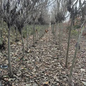 Price of Chinese Redbud Trees thumbnail-3
