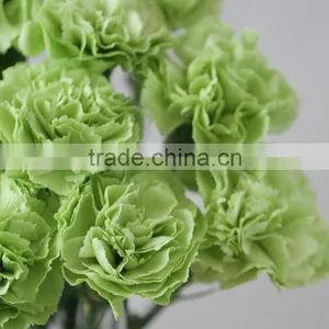 Durable Green Lady Fresh Cut Carnation Flower Arrangements thumbnail-2
