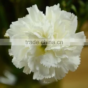 Best Quality Snow White Carnation Flowers Export thumbnail-3