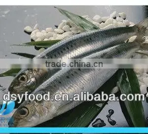 Frozen Fresh Sardine thumbnail-5