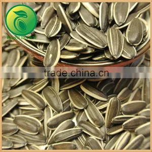 Sun Flower Seed 5009 From China thumbnail-2