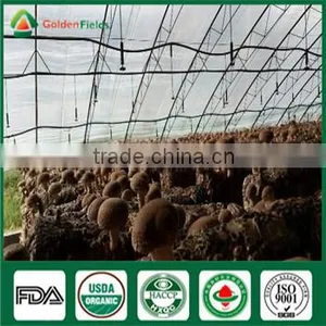 China Professional Supplier Factory Price for Shiitake Mushroom Spawn Growing Kit thumbnail-4
