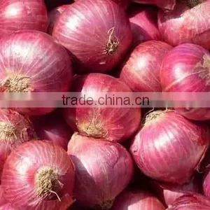 ONION-IN BULK thumbnail-1